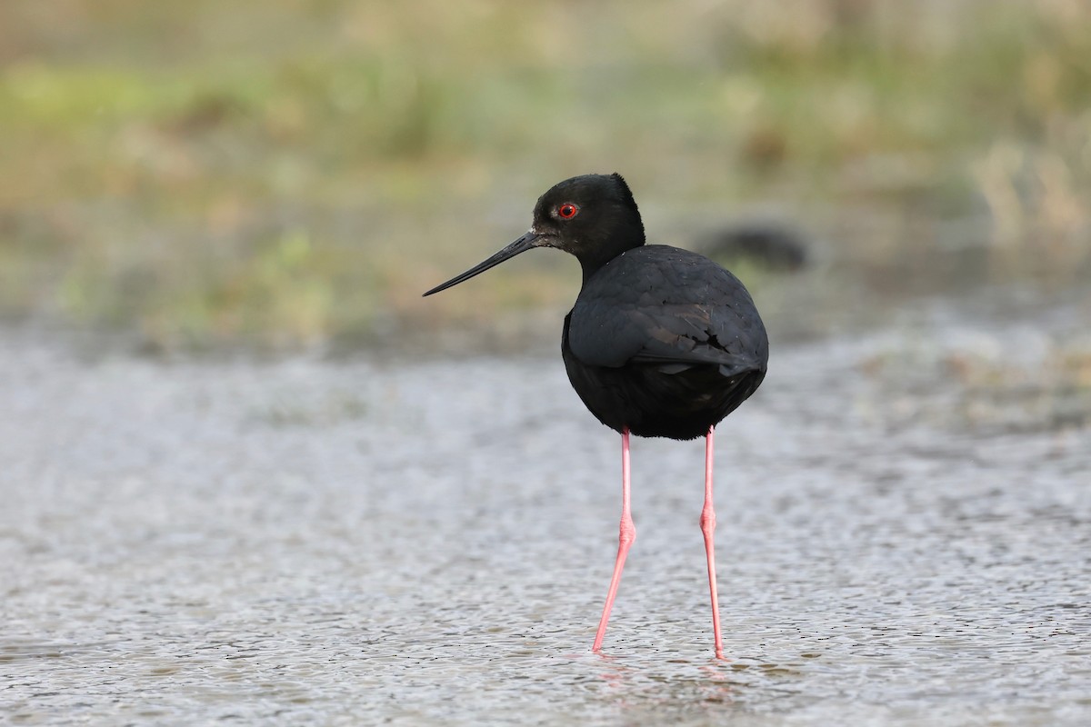 Black Stilt - ML644442600