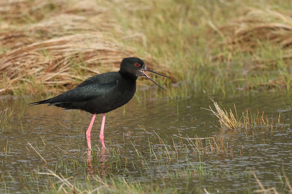 Black Stilt - ML644442601