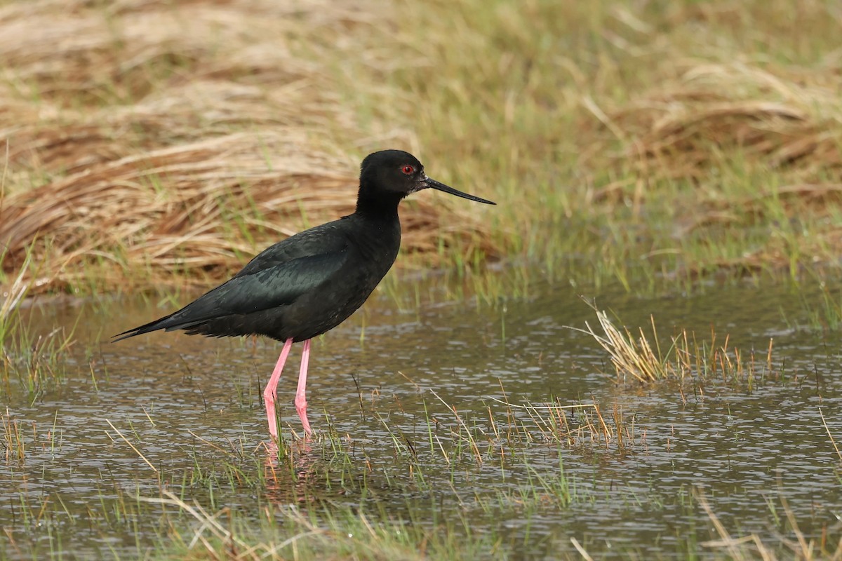 Black Stilt - ML644442602