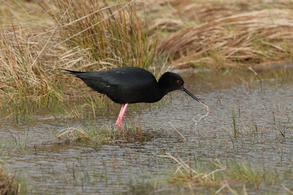 Black Stilt - ML644442604