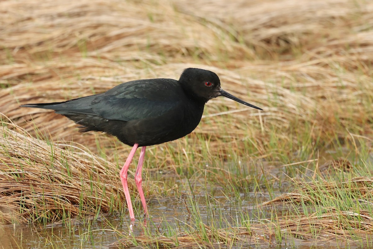 Black Stilt - ML644442607