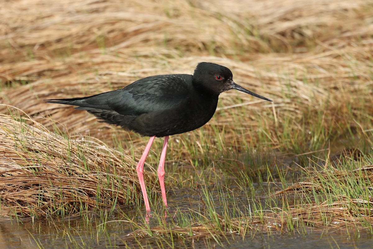 Black Stilt - ML644442608