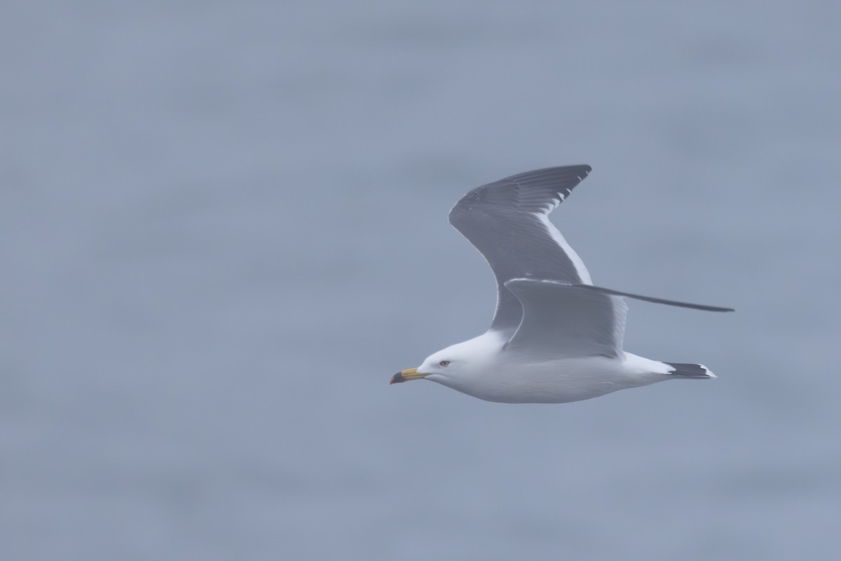 japanmåke - ML644442614