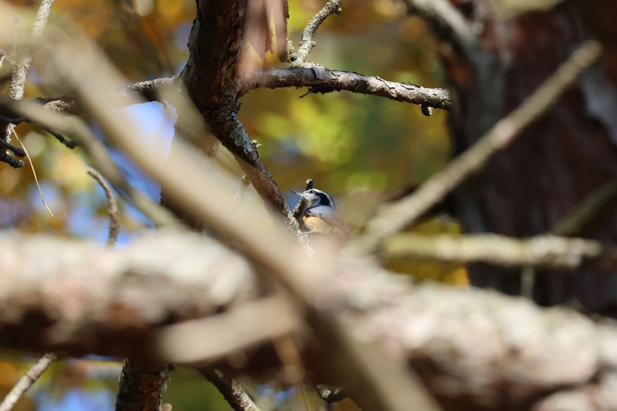 Red-breasted Nuthatch - ML644442619