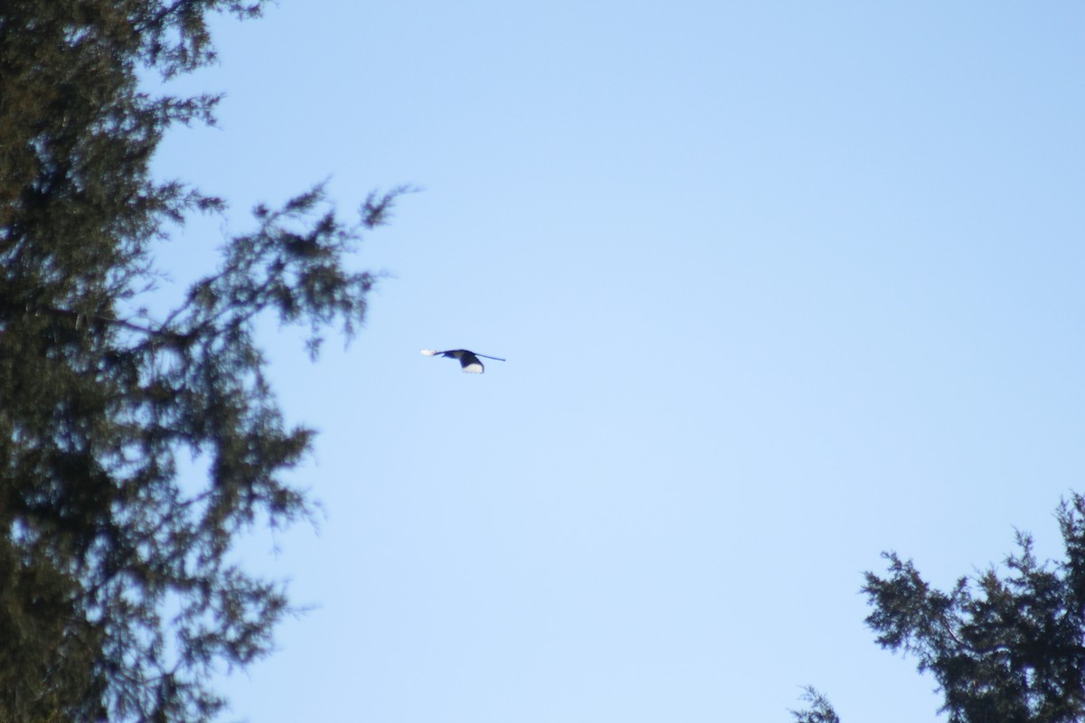 Hudsonelster - ML644442621