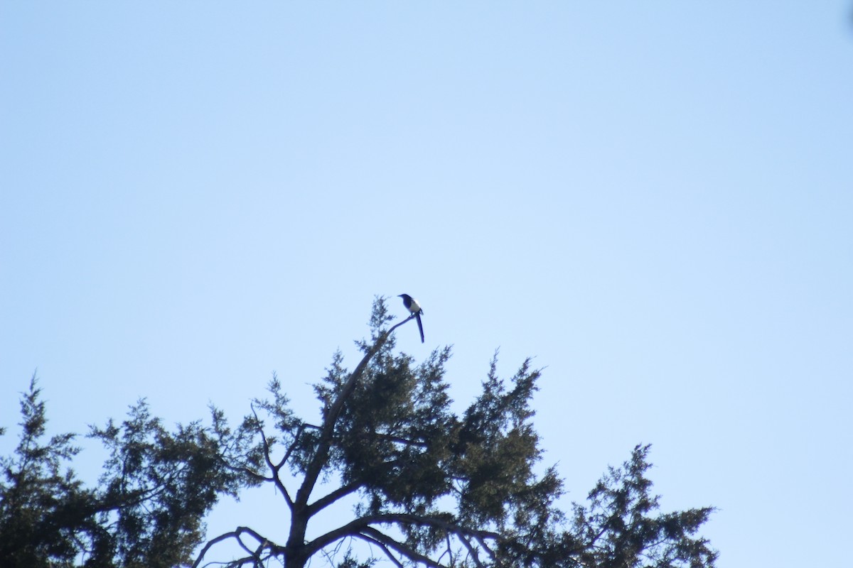 Hudsonelster - ML644442622