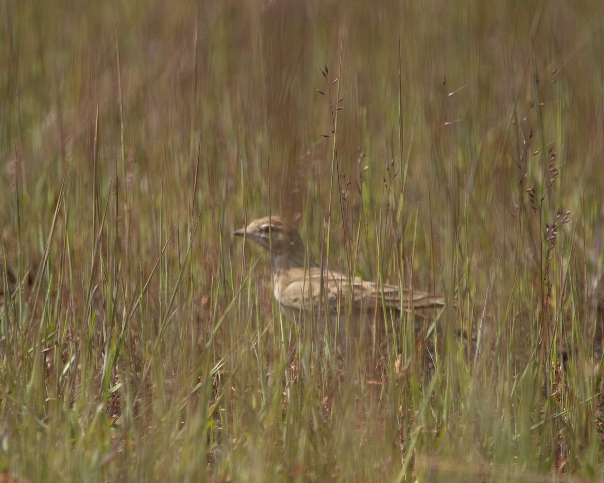 Alouette de Sykes - ML644442625