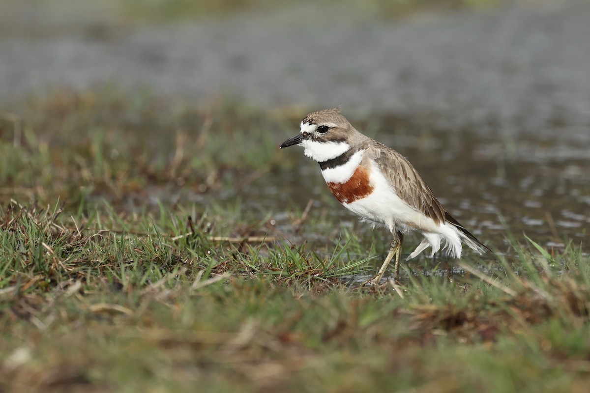 Double-banded Plover - ML644442641