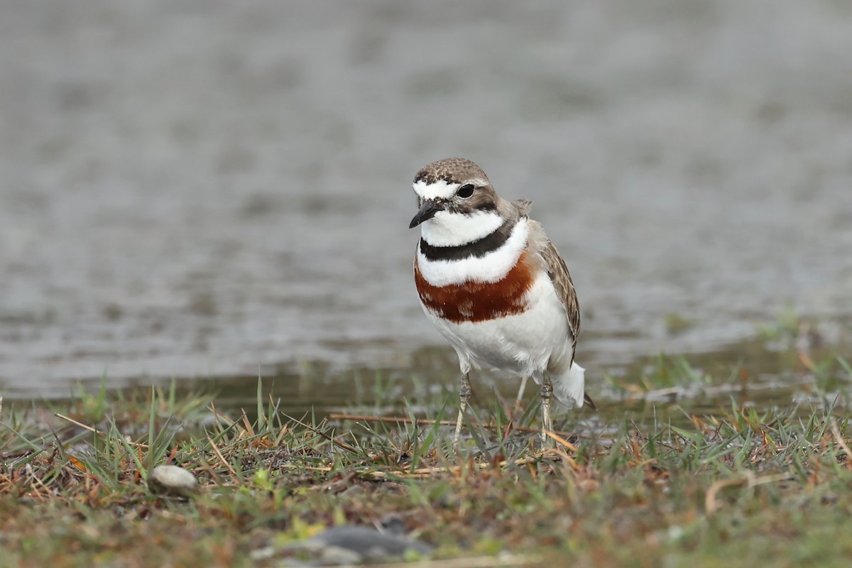 Double-banded Plover - ML644442642