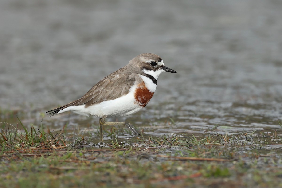 Double-banded Plover - ML644442643