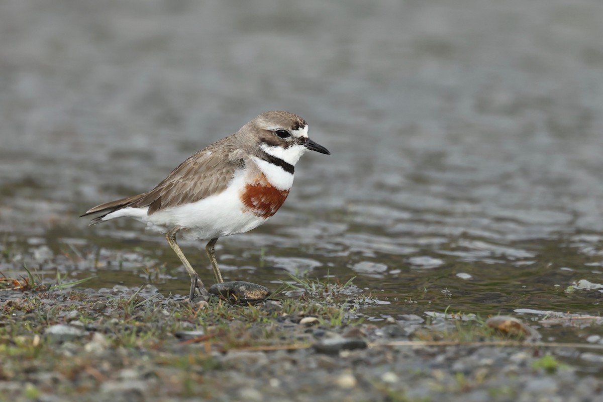 Double-banded Plover - ML644442644