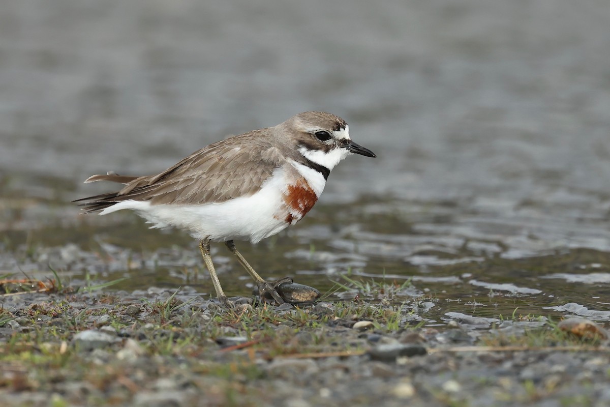 Double-banded Plover - ML644442645