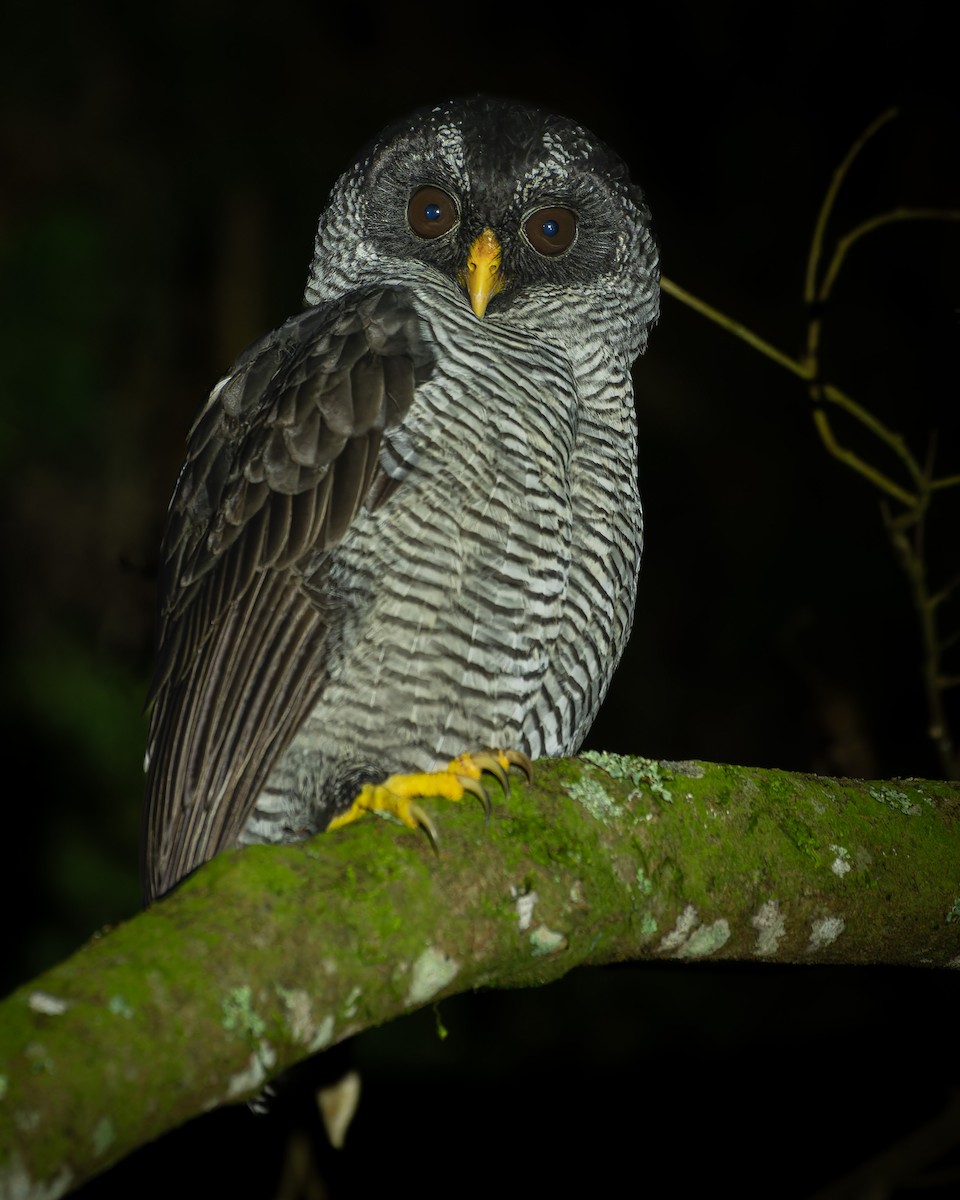 シロクロヒナフクロウ - ML644442659