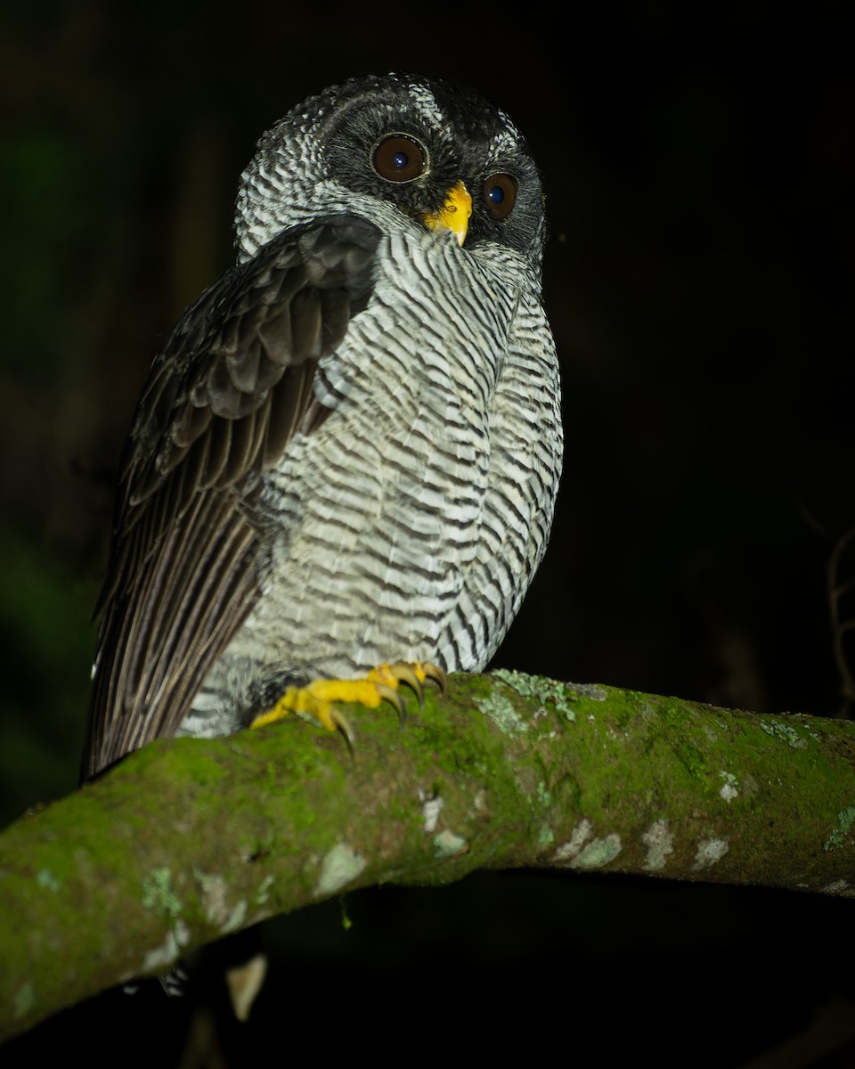 シロクロヒナフクロウ - ML644442660