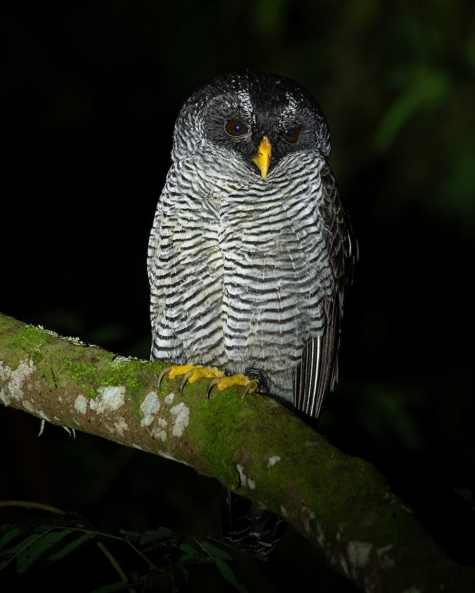 シロクロヒナフクロウ - ML644442661