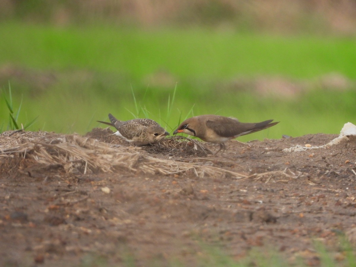 ツバメチドリ - ML644442663