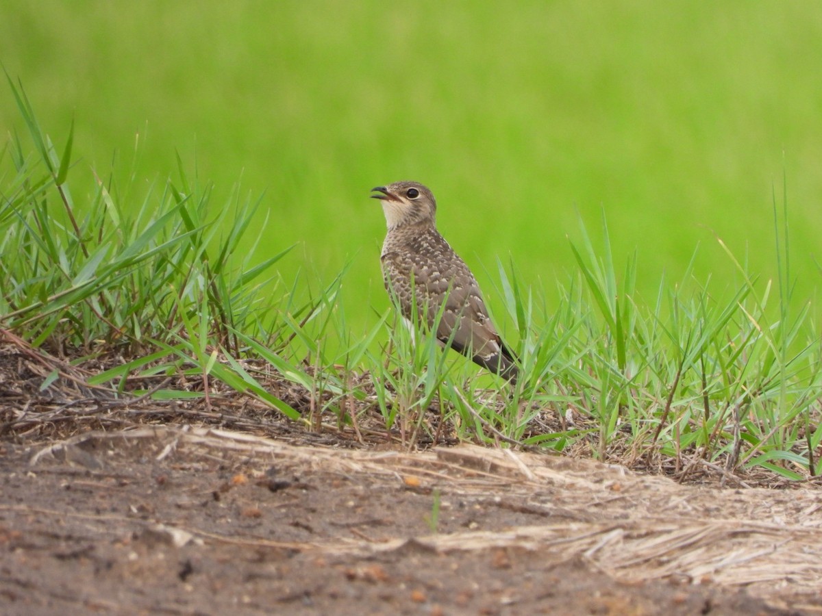 ツバメチドリ - ML644442664