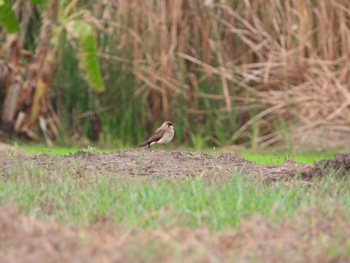 ツバメチドリ - ML644442665