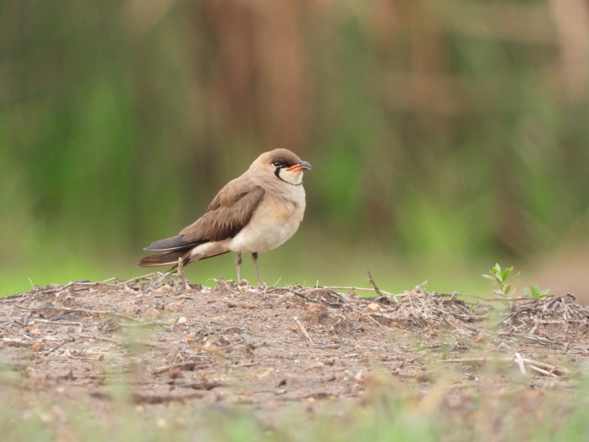 ツバメチドリ - ML644442666