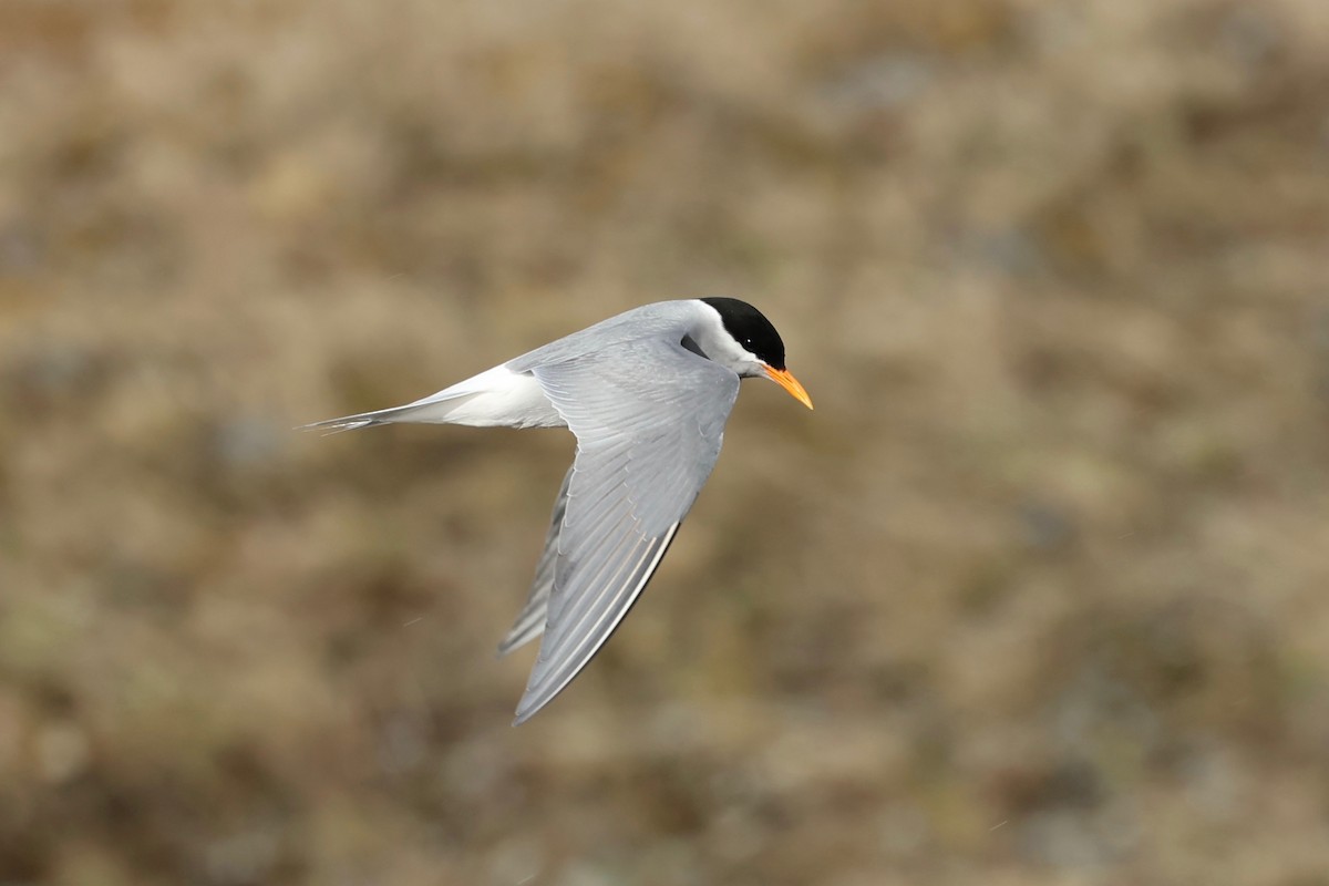 Black-fronted Tern - ML644442667