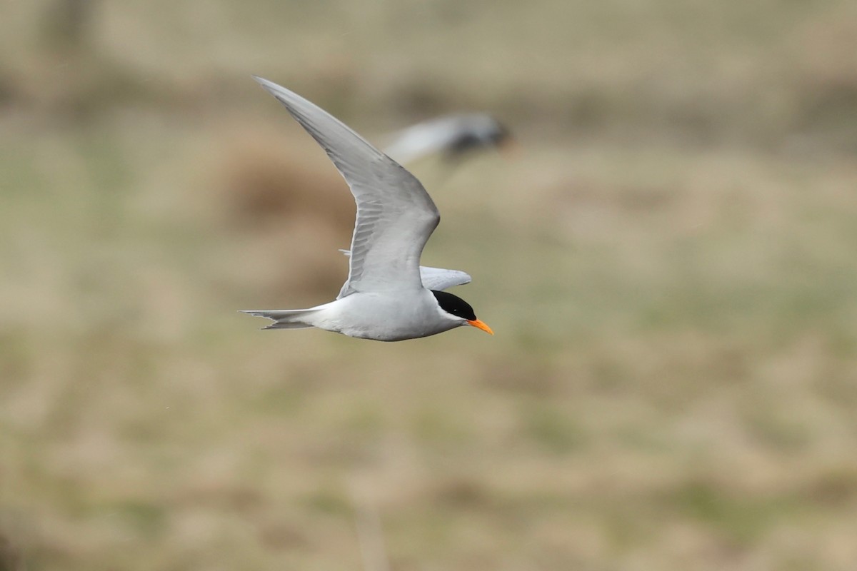 Black-fronted Tern - ML644442668