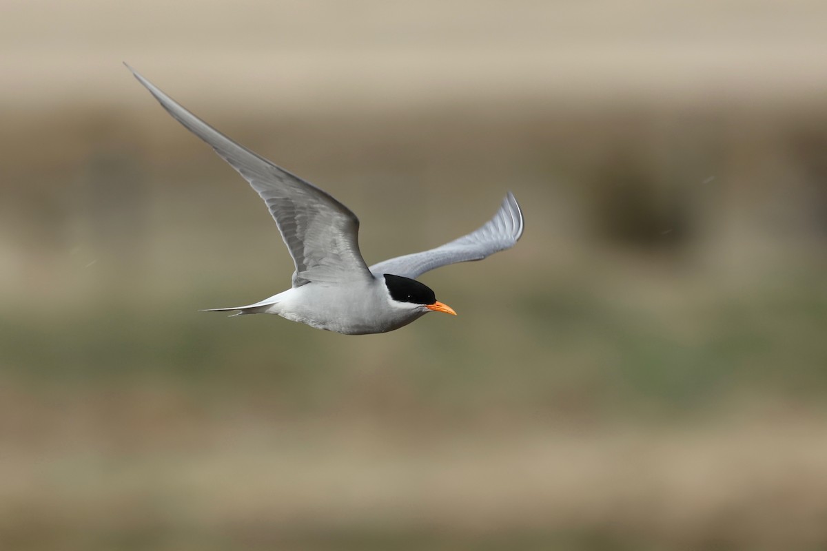 Black-fronted Tern - ML644442669