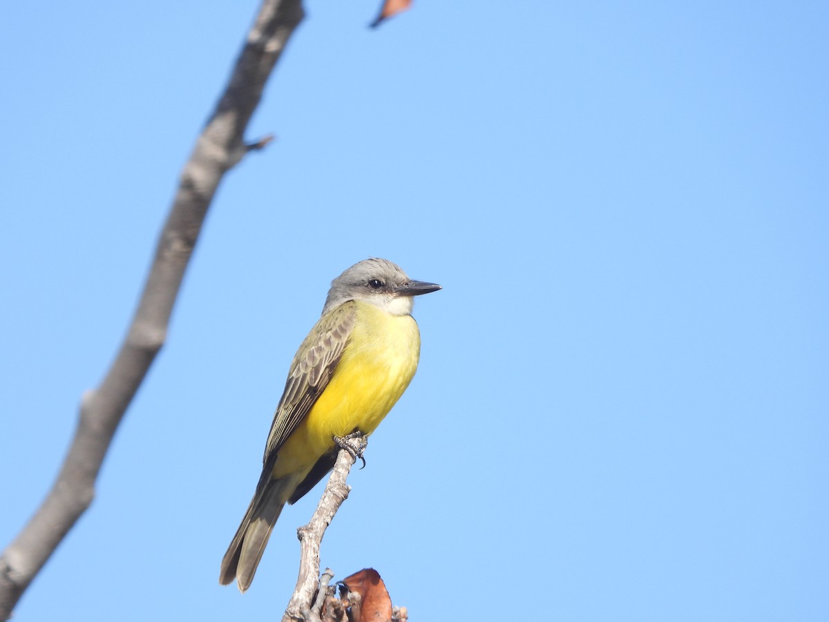 Tropical Kingbird - ML644442679