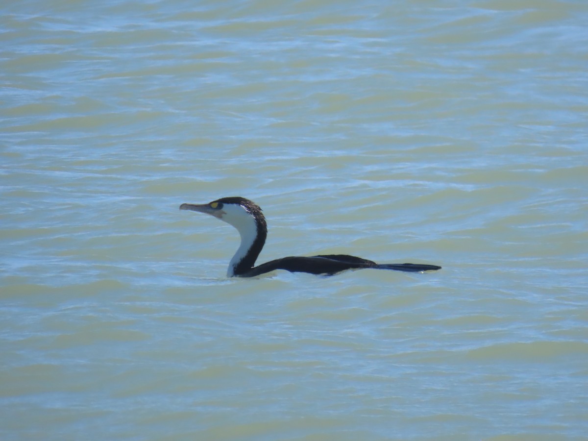 Pied Cormorant - ML644442680