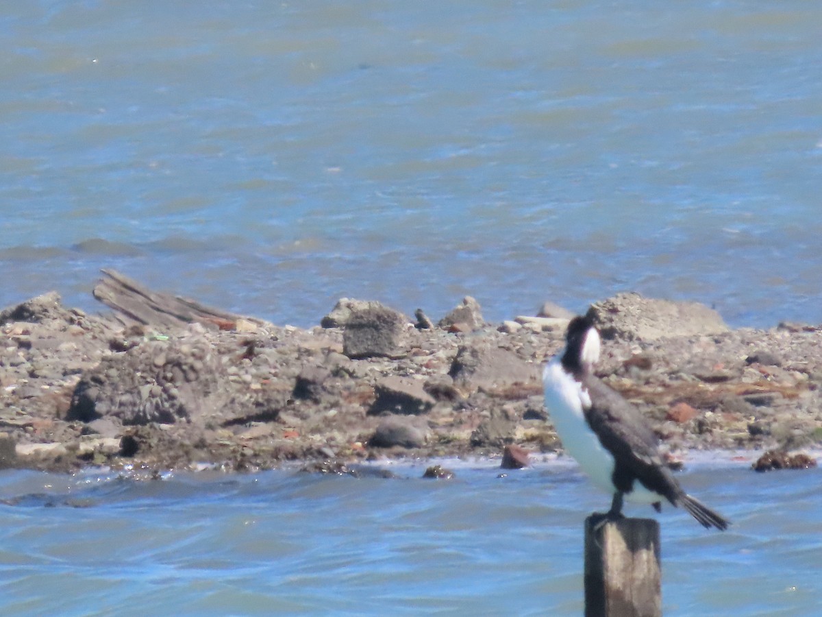 Pied Cormorant - ML644442681