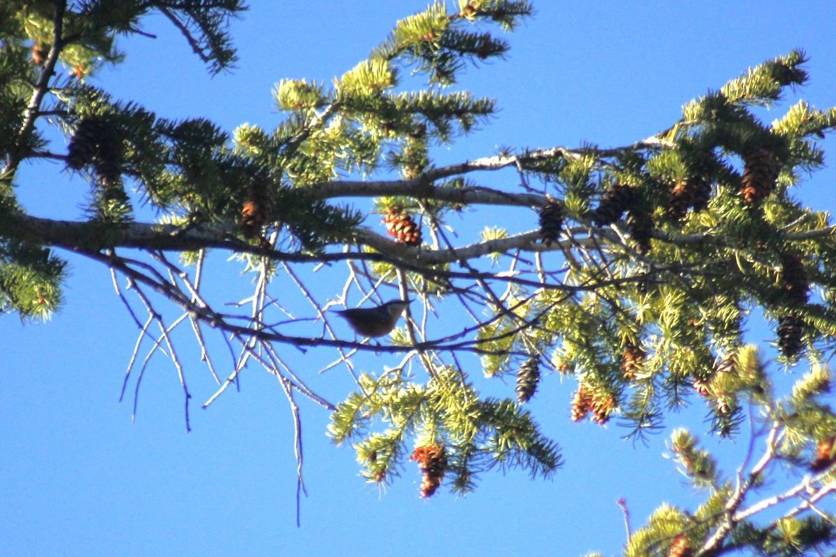 Rotbrustkleiber - ML644442693