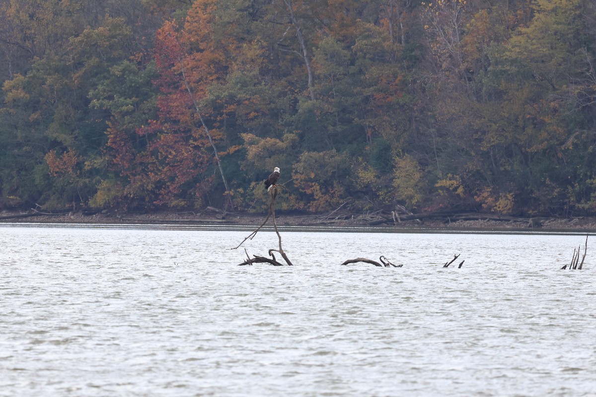 Bald Eagle - ML644442707