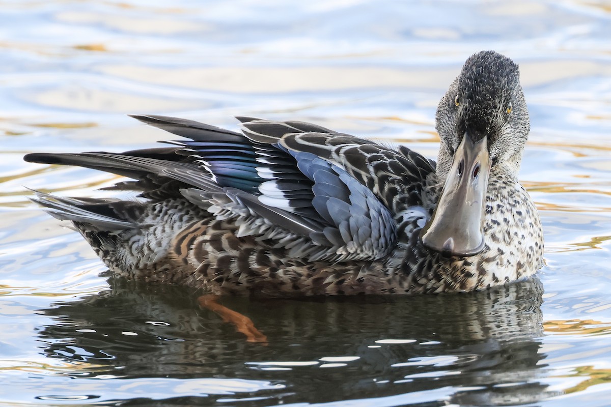 skjeand - ML644442737