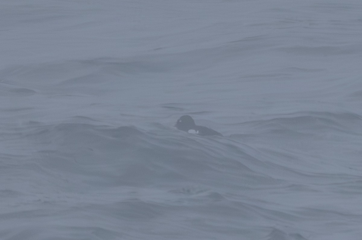 Stejneger's Scoter - ML644442738