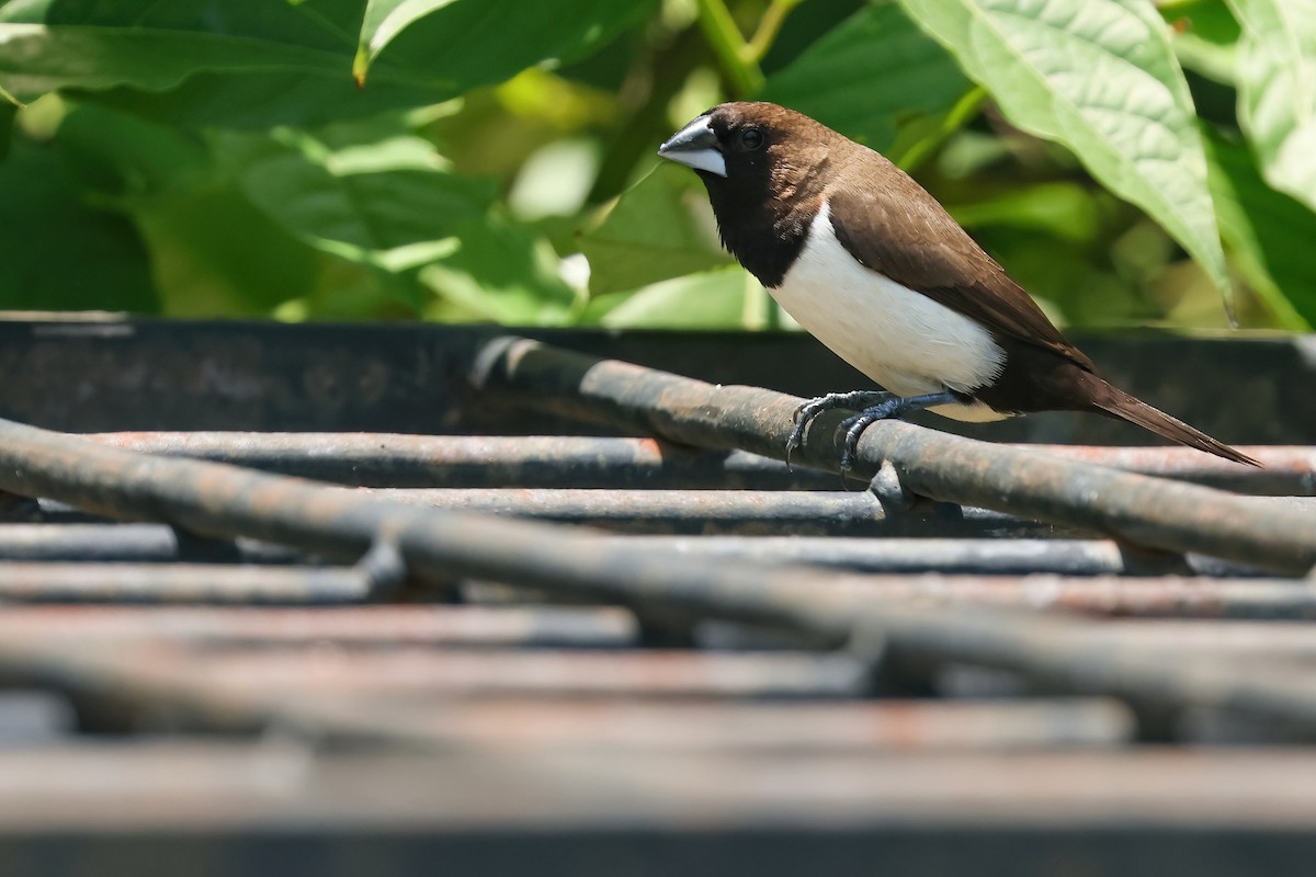 Capuchino de Java - ML644442739