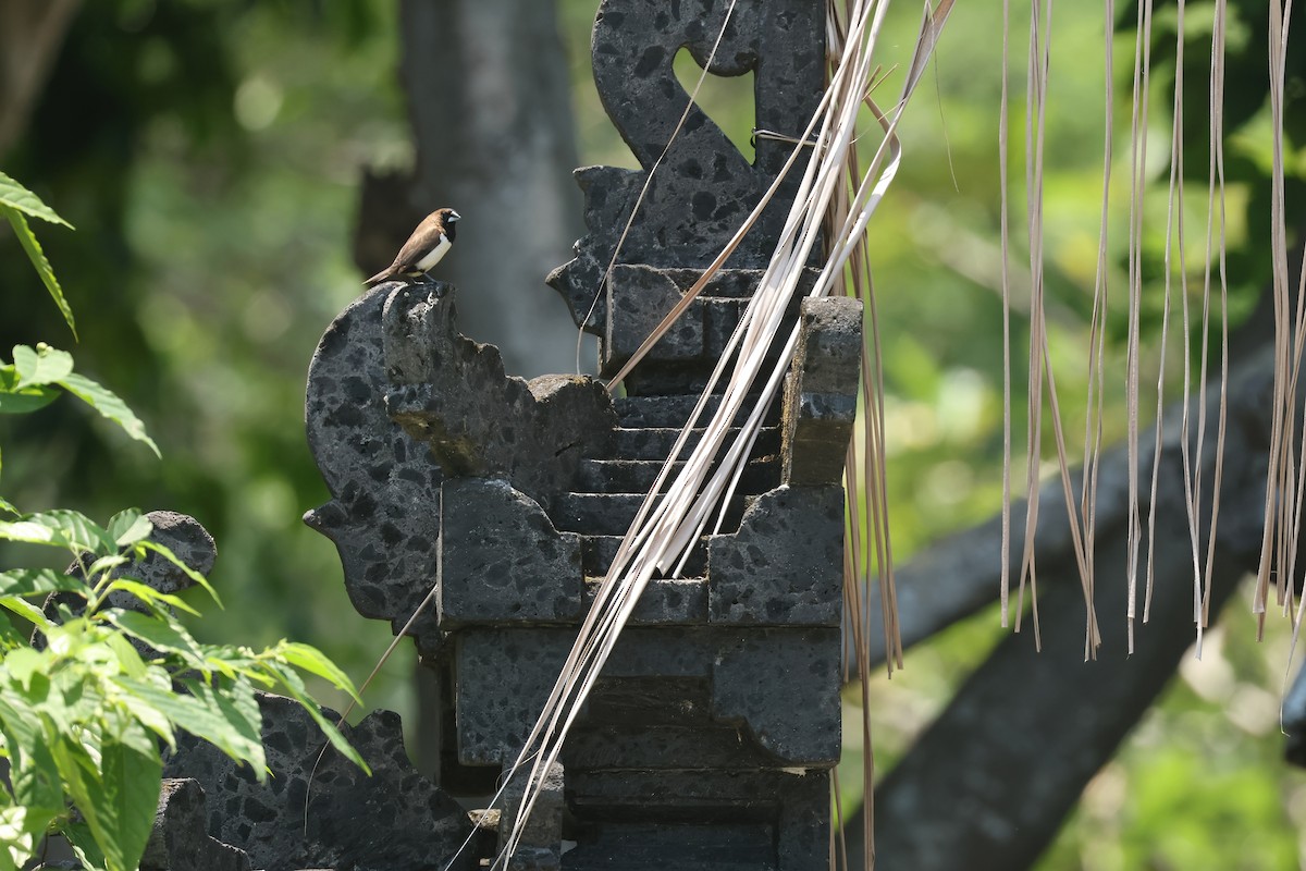 Capuchino de Java - ML644442740