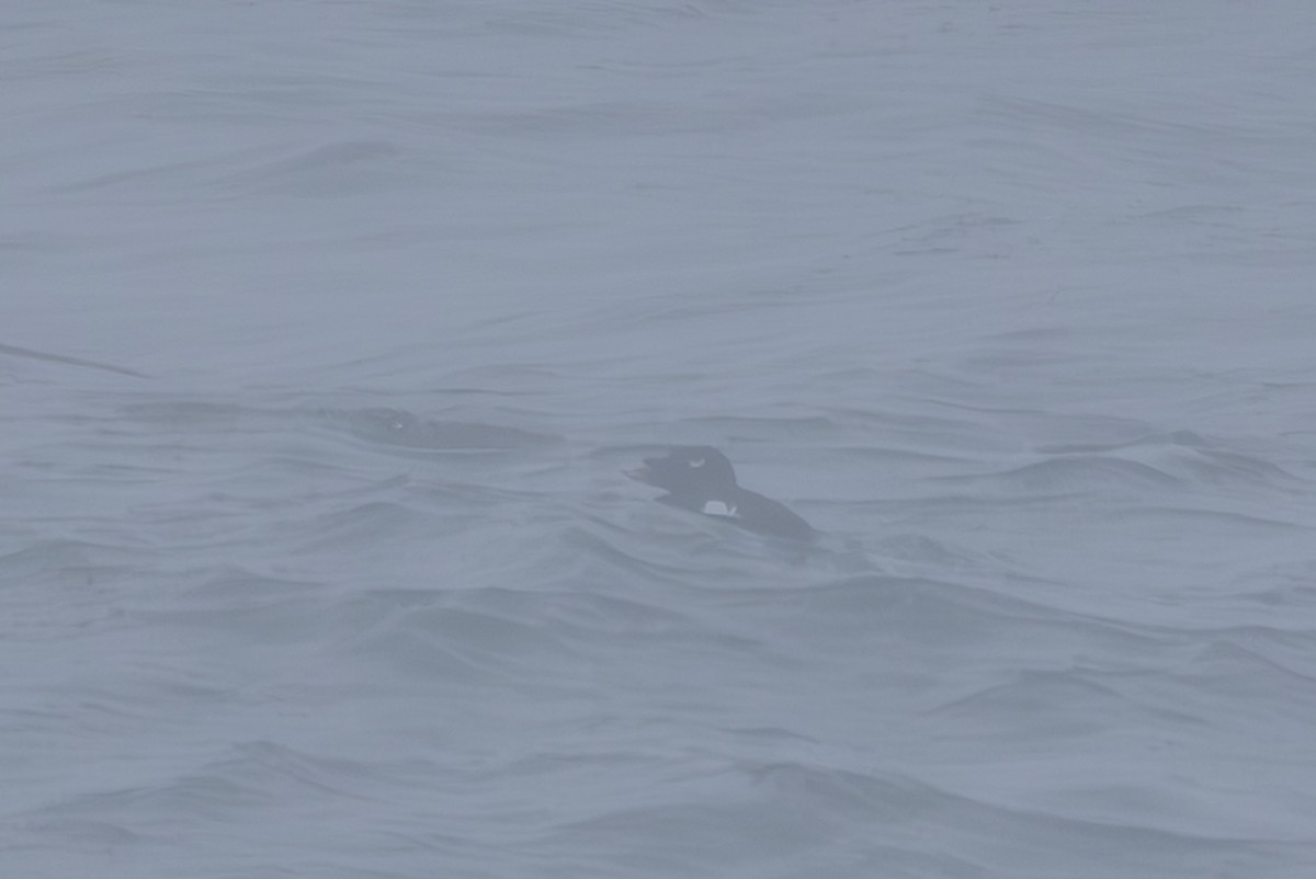 Stejneger's Scoter - ML644442746