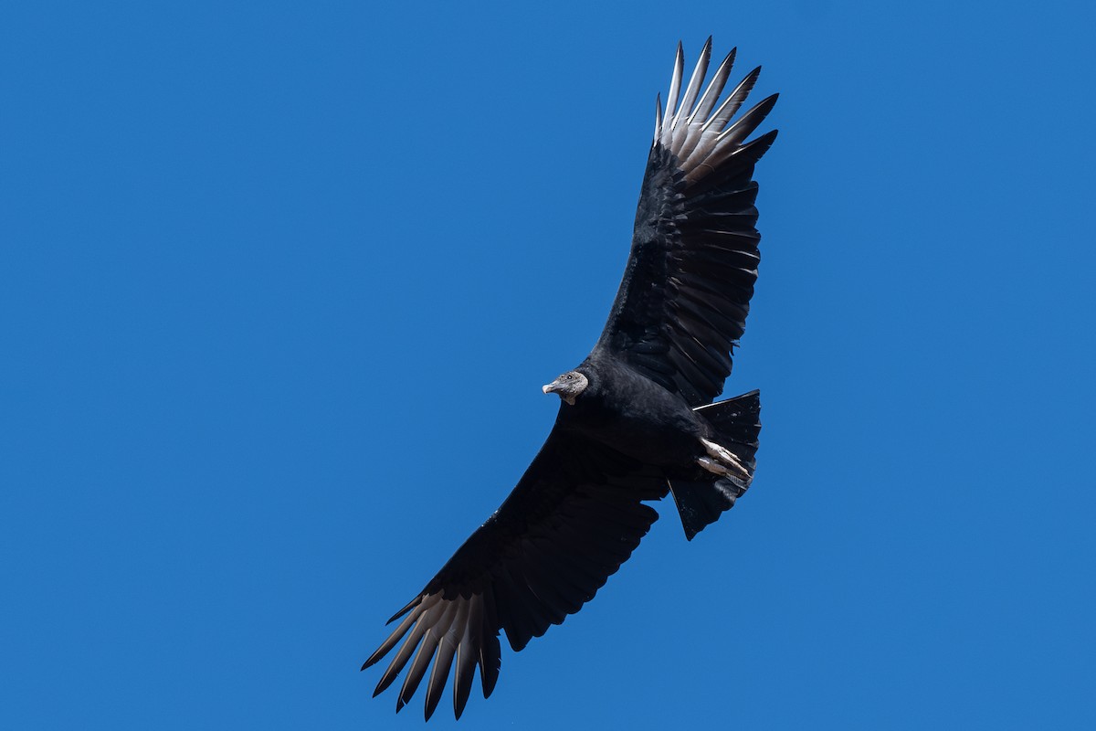 Black Vulture - ML644442747