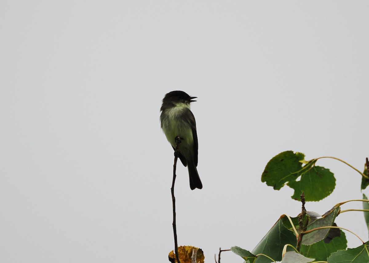 Weißbauch-Phoebetyrann - ML644442749