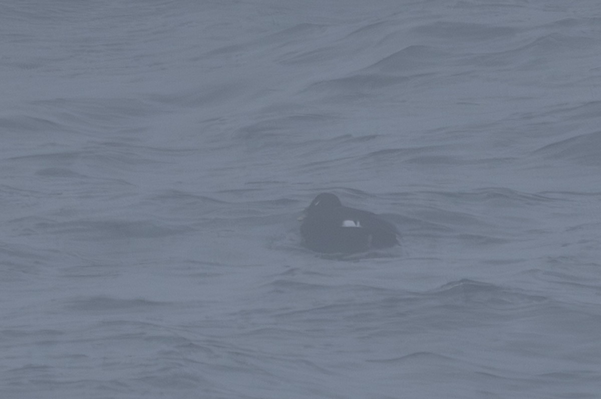 Stejneger's Scoter - ML644442750