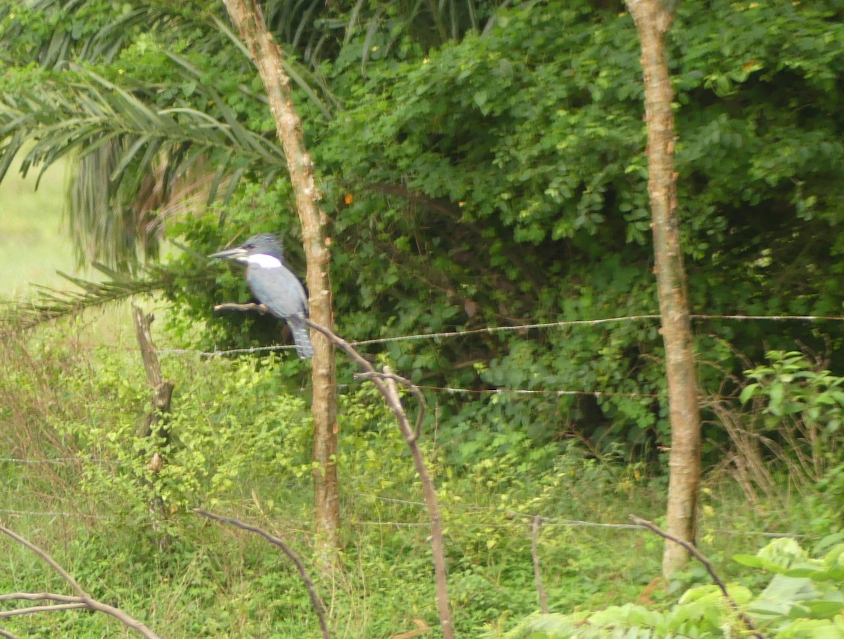 Ringed Kingfisher - ML644442754