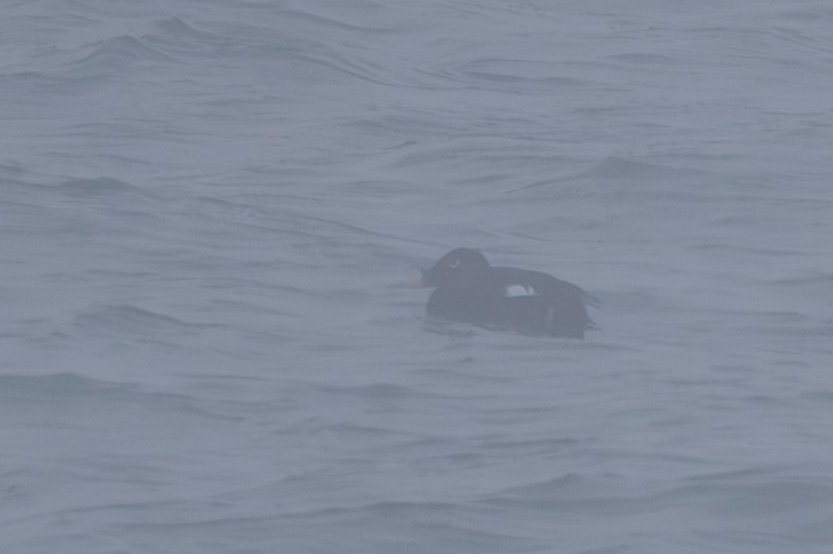 Stejneger's Scoter - ML644442755