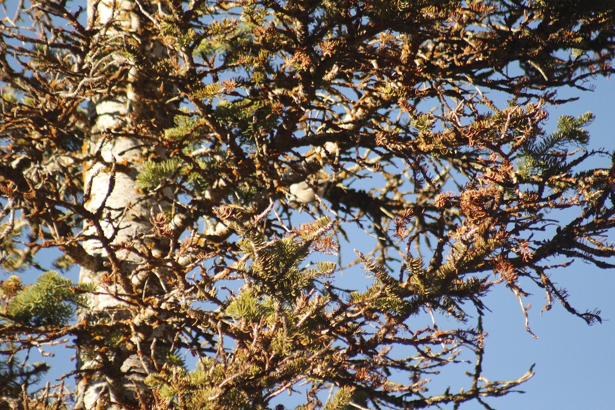 Gebirgsmeise - ML644442759