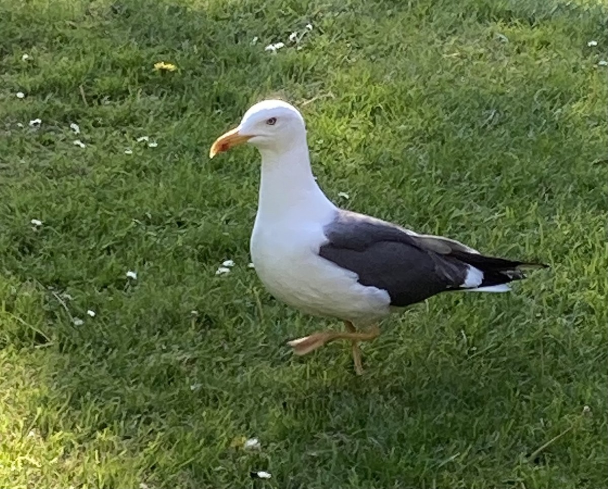 Lesser Black-backed Gull - ML644442760