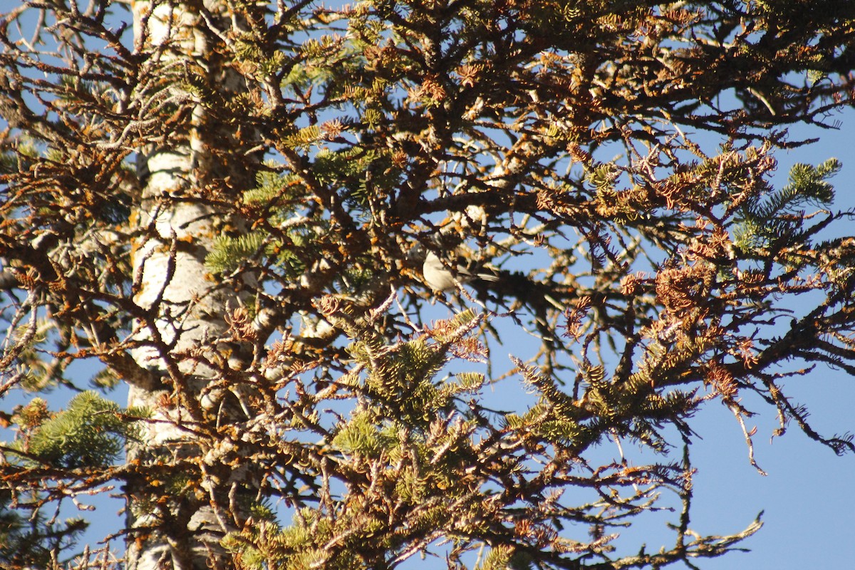 Gebirgsmeise - ML644442763