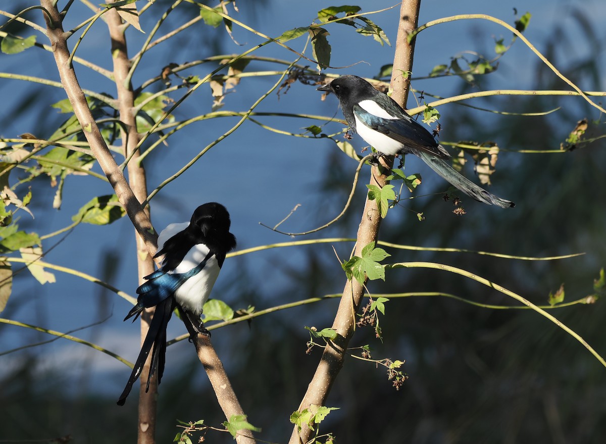 Oriental Magpie - ML644442766