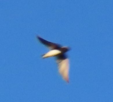 Hirondelle à front brun - ML644442767