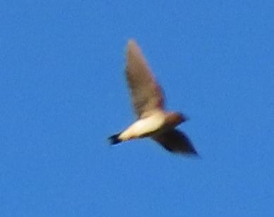 Hirondelle à front brun - ML644442768