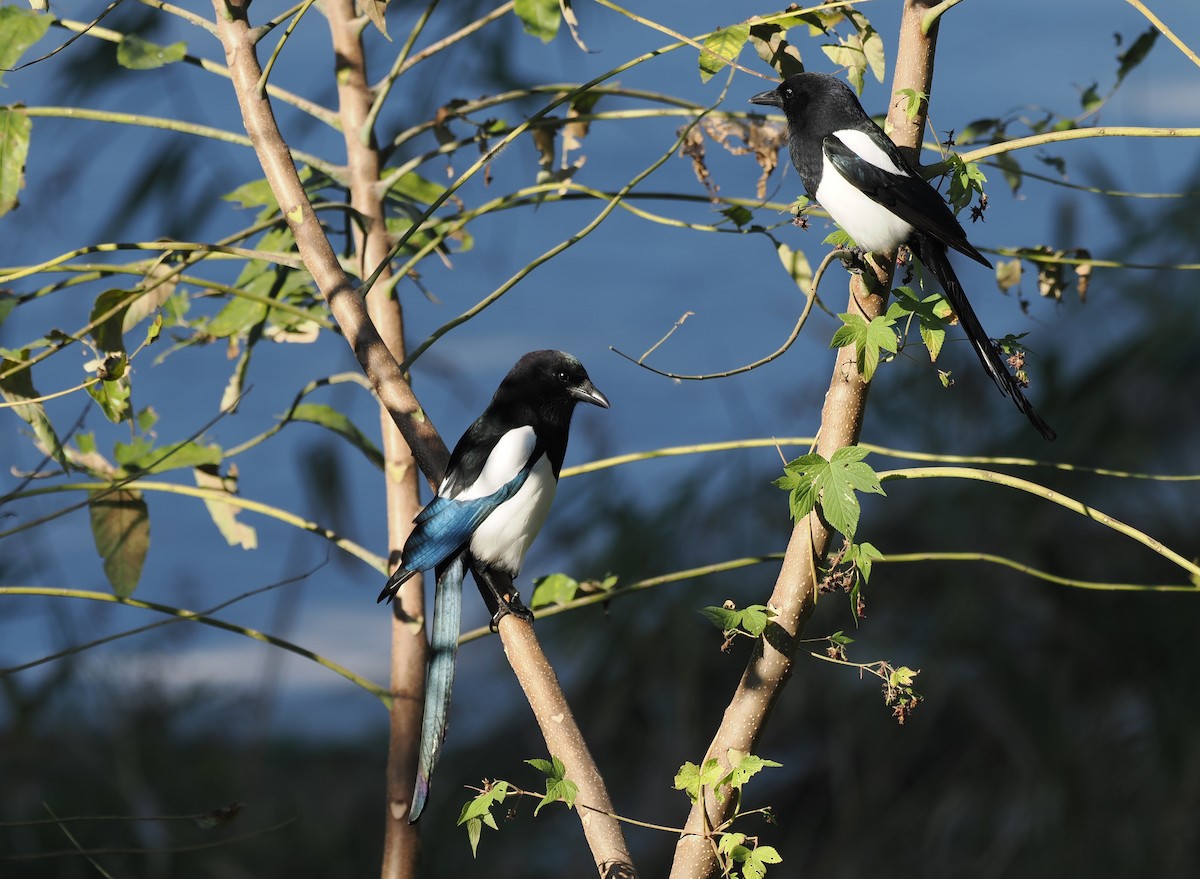 Oriental Magpie - ML644442770