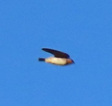 Hirondelle à front brun - ML644442773