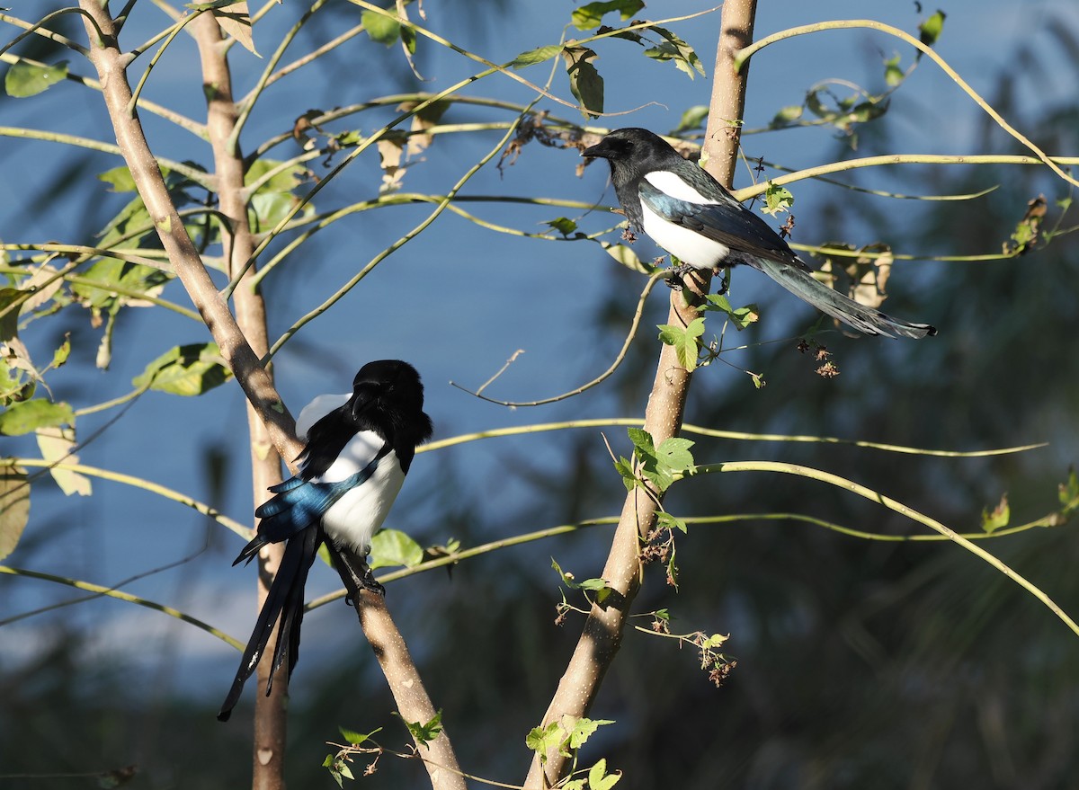 Oriental Magpie - ML644442774